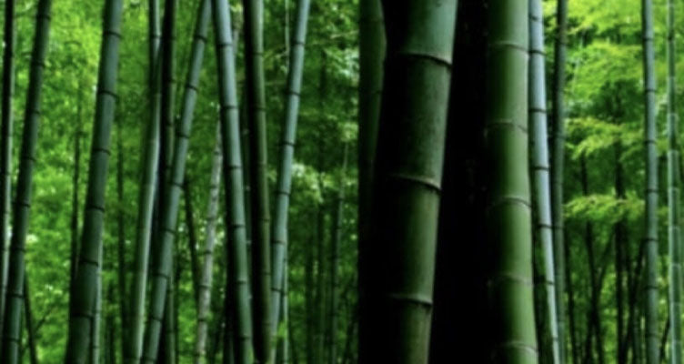 Why Bamboo