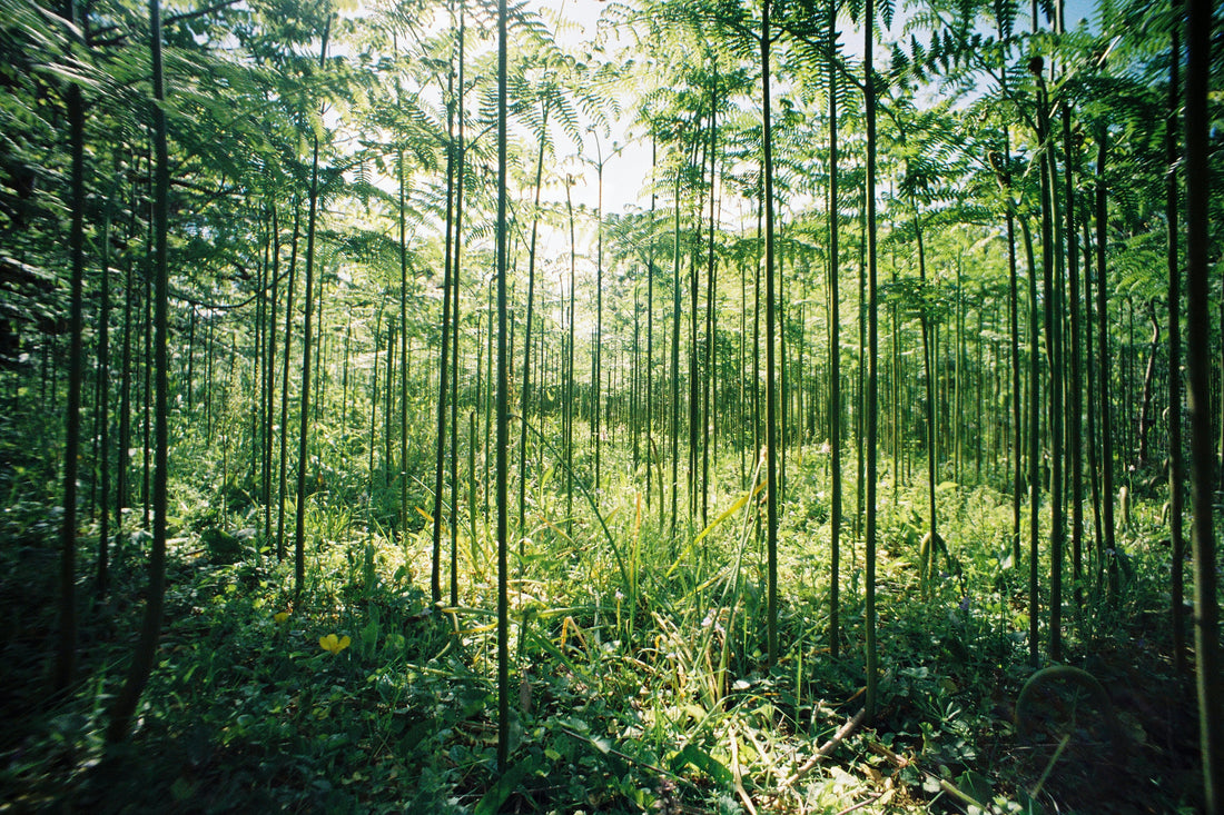 Bamboo vs. Cotton Underwear - Which Is Better?