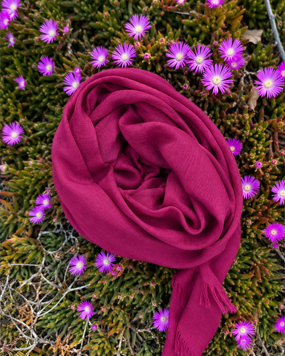 fuchsia
